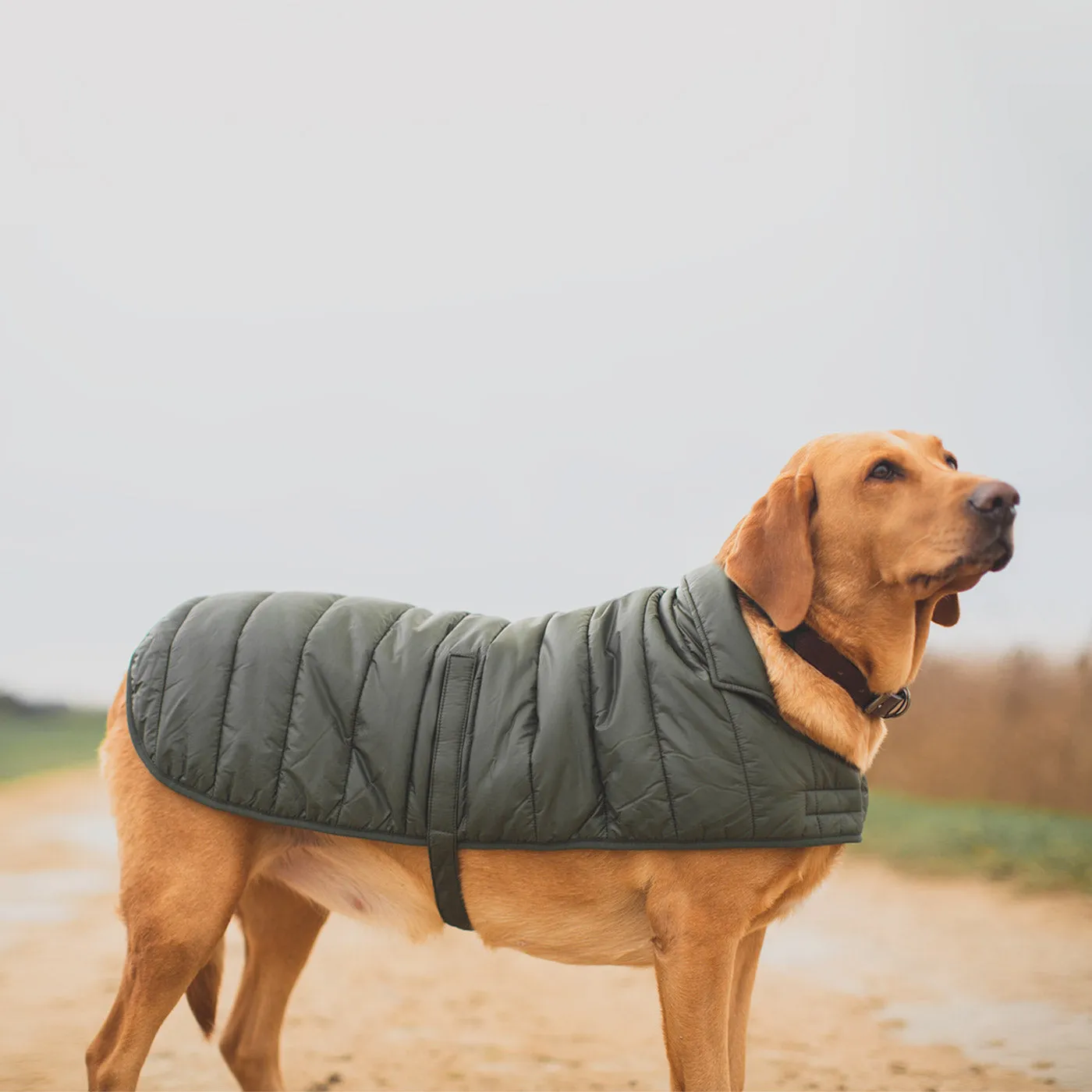 Barbour Baffle Quilt Dog Coat