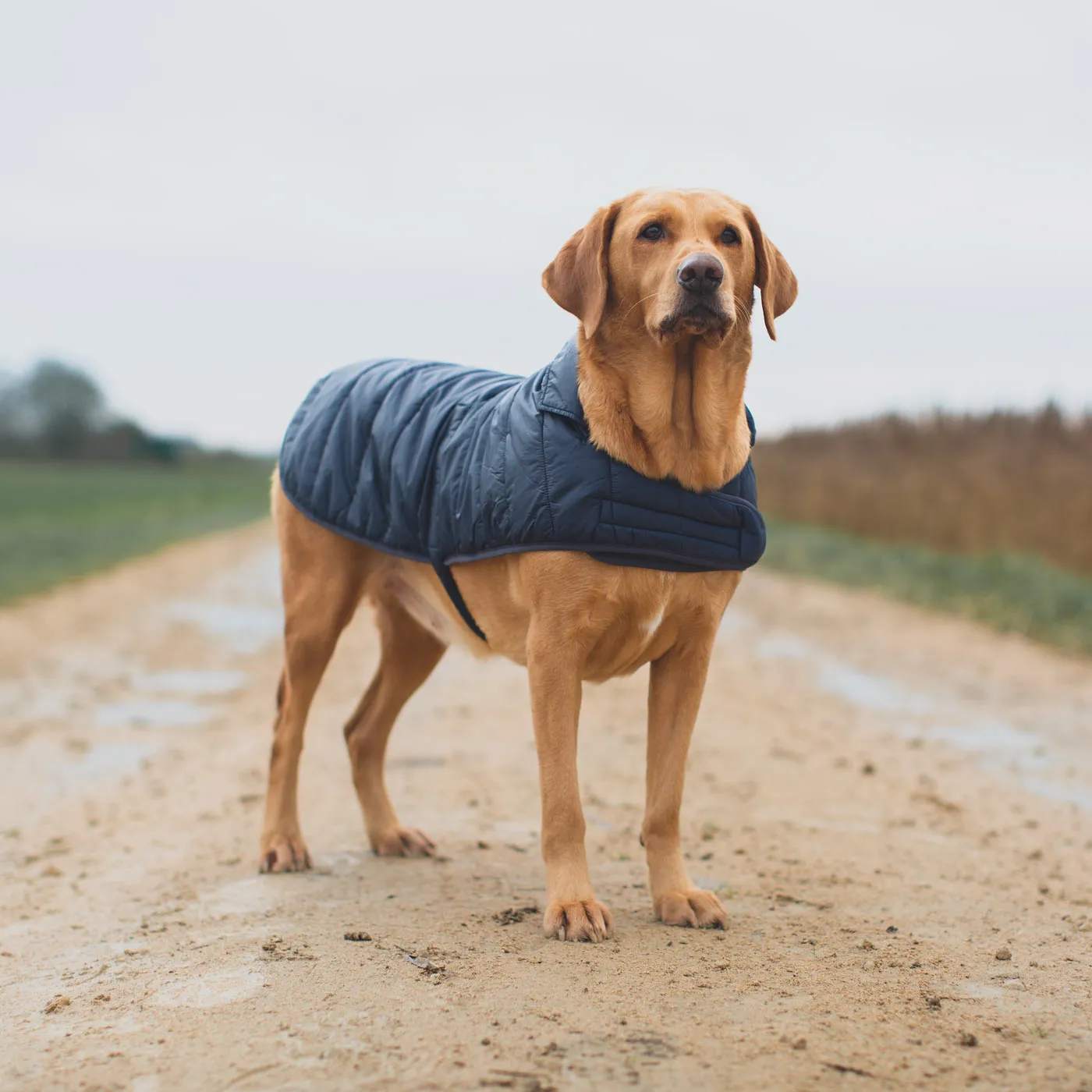 Barbour Baffle Quilt Dog Coat